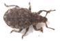 Romualdius sp.